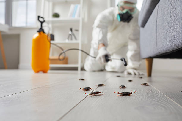 Post-Treatment Bed Bug Interceptor Monitoring in Charlotte